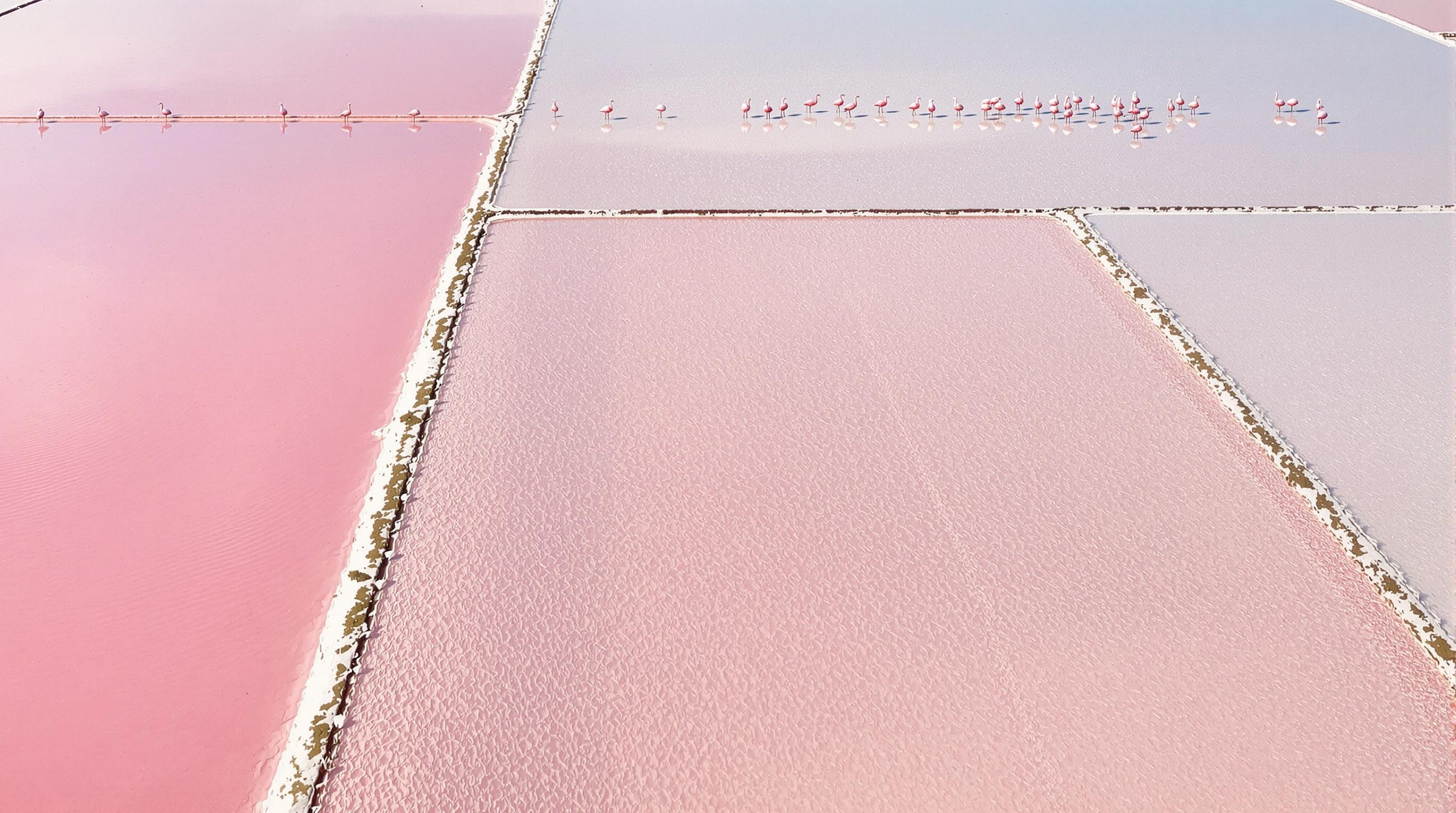 Lagons roses et salines de Trapani vus du ciel, flamants roses en train de marcher dans l'eau, bassins aux couleurs pastel, ambiance WWF